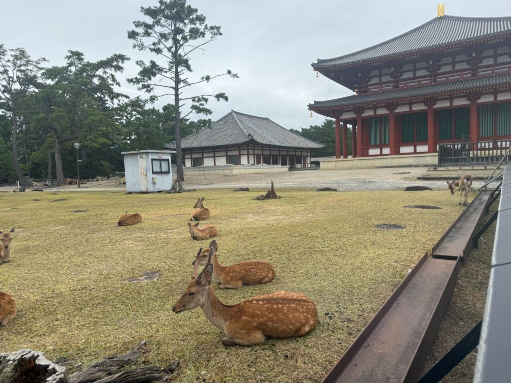 Cervi sika sdraiati sul prato del parco di Nara davanti a un tempio