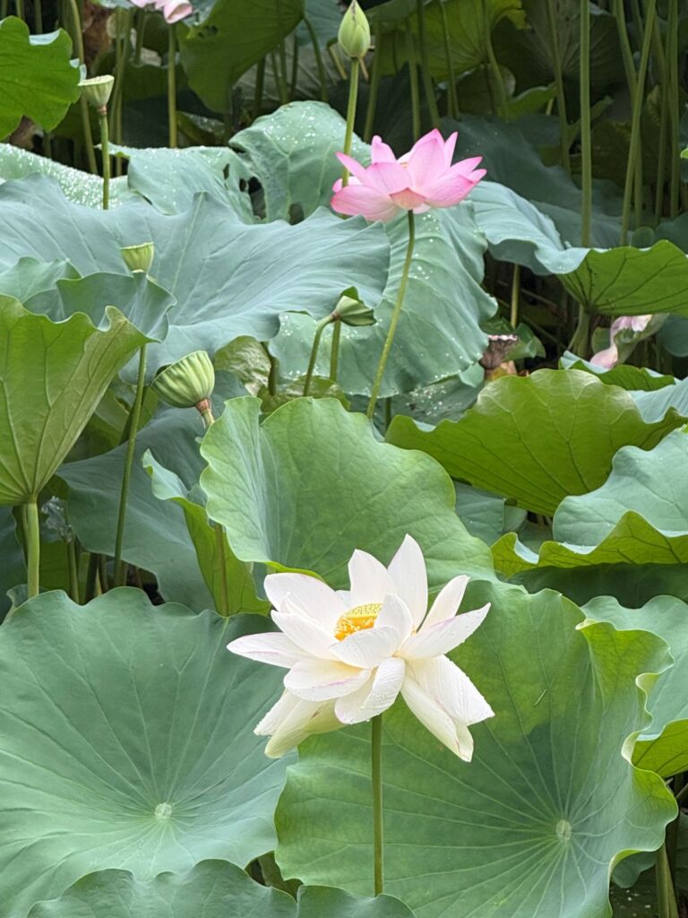 Fiori di loto rosa e bianchi aperti tra le grandi foglie verdi