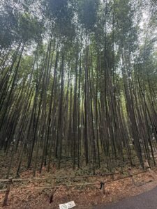 Foresta di Bambù di Arashiyama e Stagno dei Loto: La Passeggiata più Poetica di Kyoto