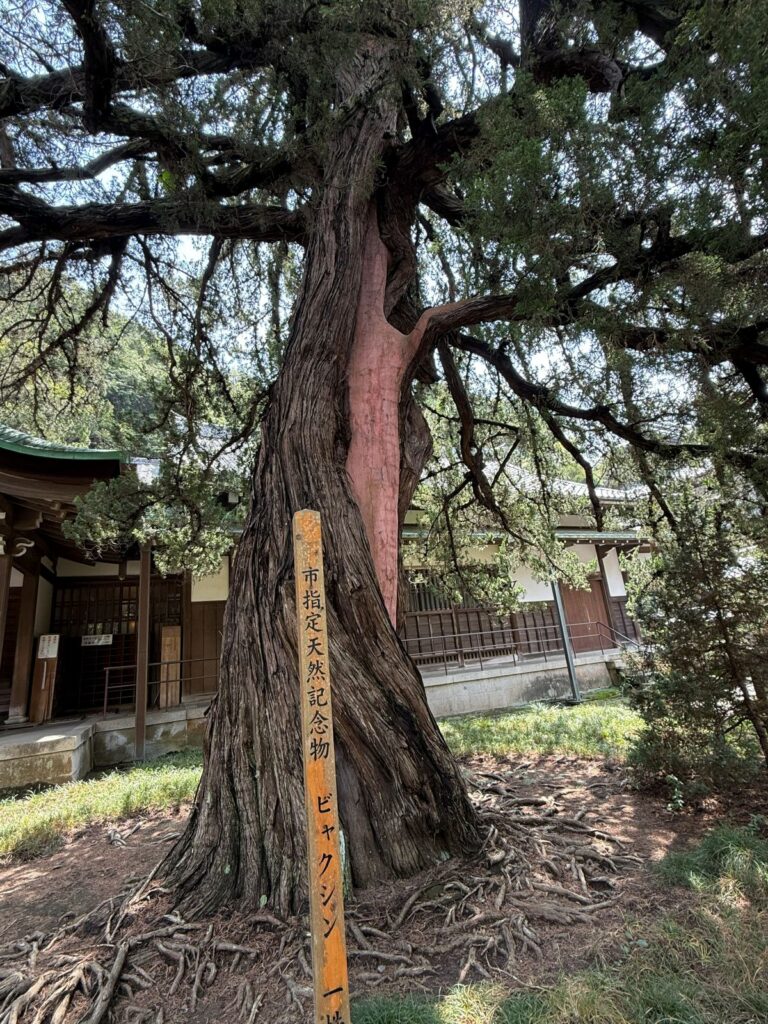 Un ginepro monumentale piantato nel recinto del Kenchō-ji