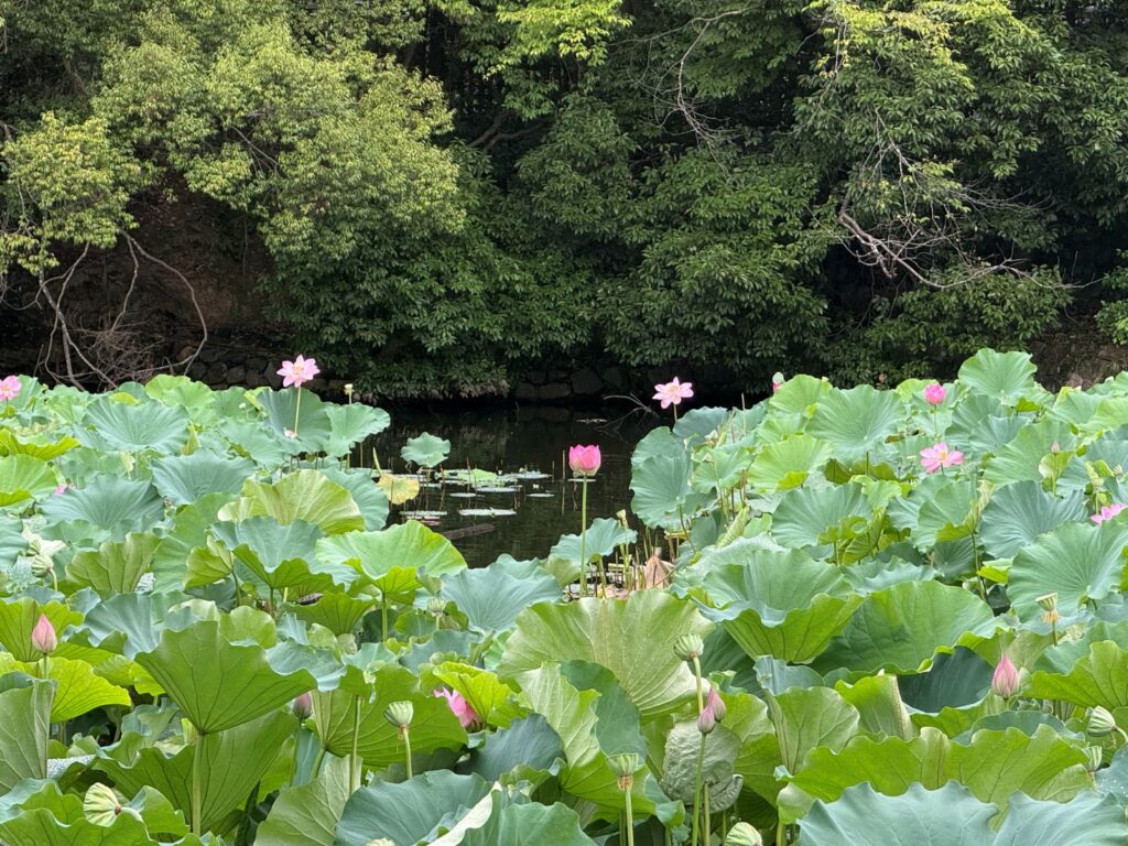Lo stagno Ōsawa coperto di foglie di loto al Daikaku-ji di Kyoto