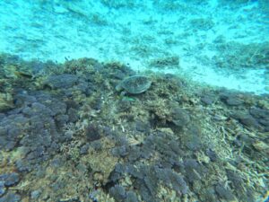 Tokashiku Beach: La Spiaggia dove Nuoti con le Tartarughe Marine