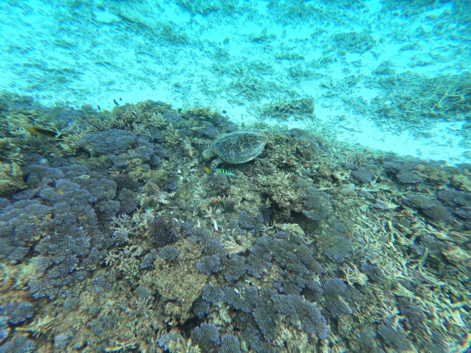 Una tartaruga marina che nuota sopra i coralli nella baia di Tokashiku