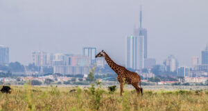 Nairobi National Park: il Safari dentro la Capitale