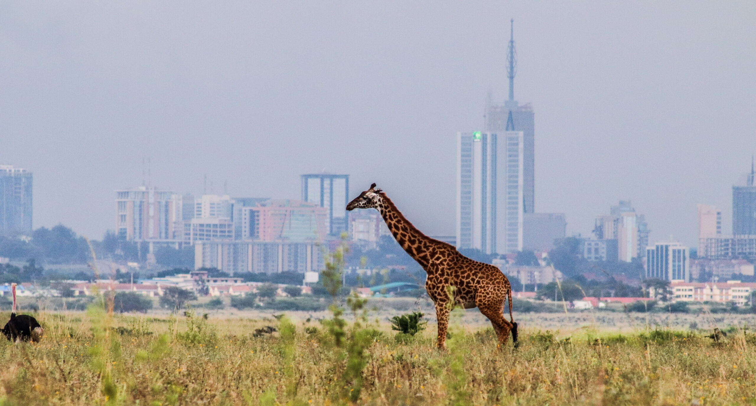 Giraffa con lo skyline di Nairobi sullo sfondo