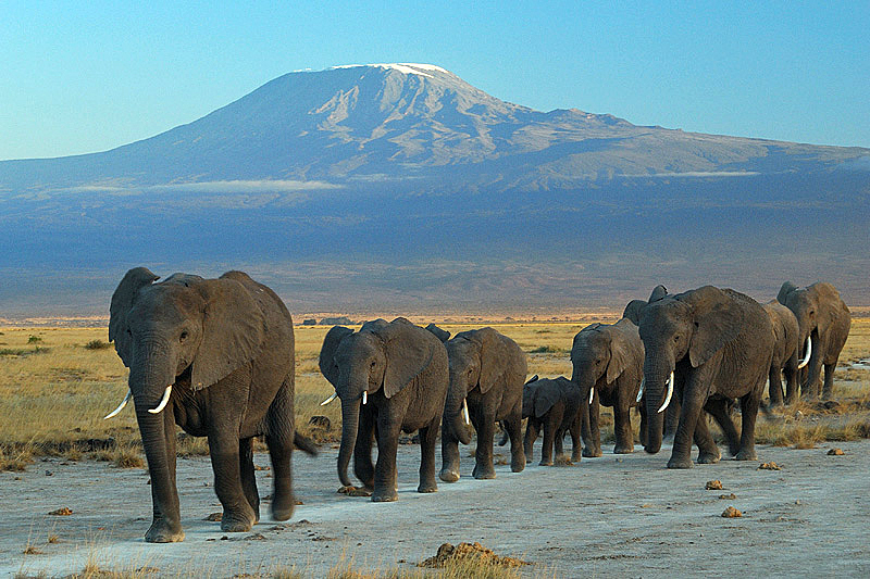Elefanti al Parco Amboseli con il Kilimangiaro sullo sfondo
