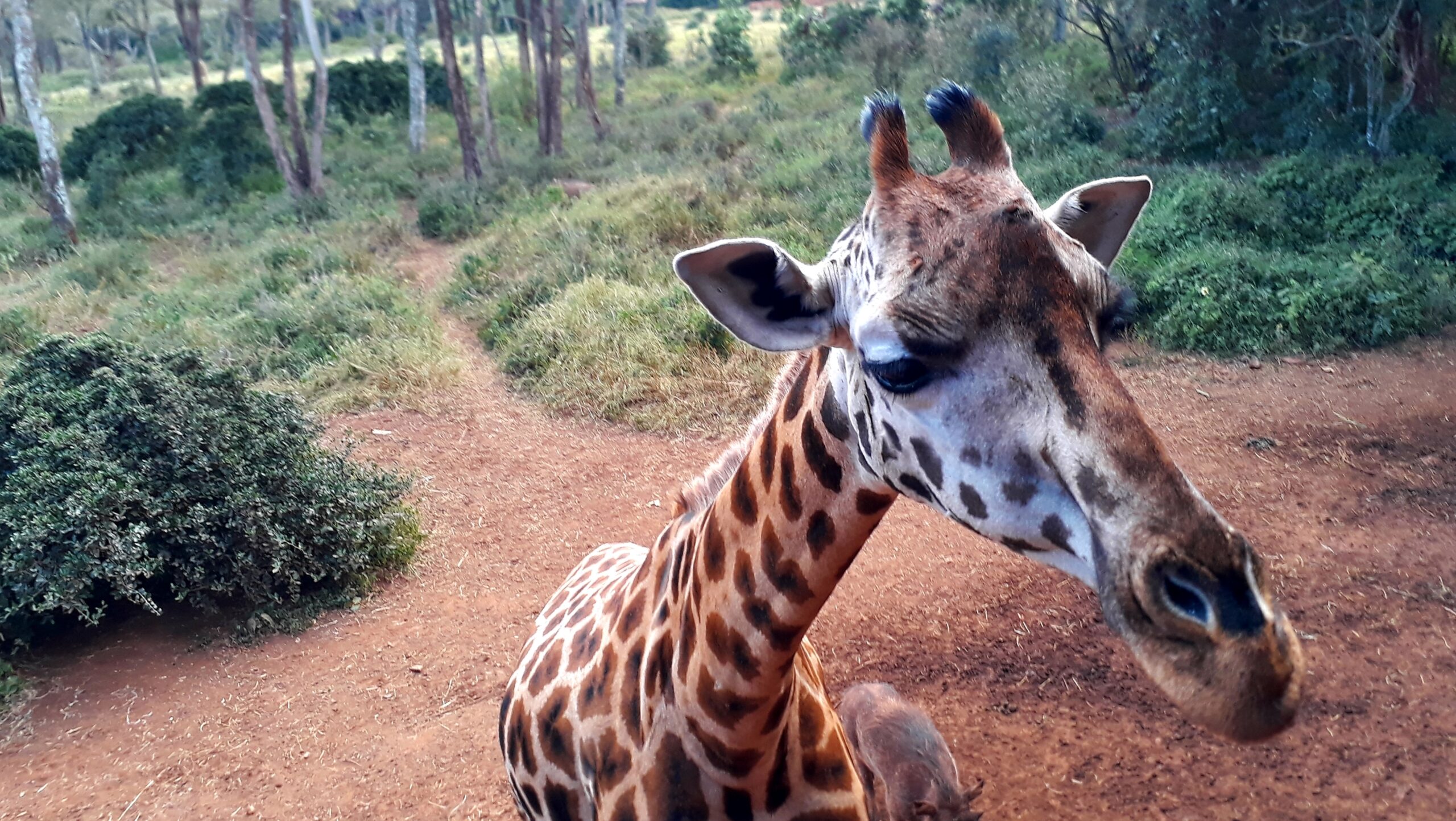 Giraffa al Giraffe Centre di Nairobi