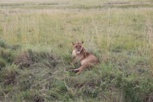 Cosa Vedere nel Masai Mara: Guida al Parco