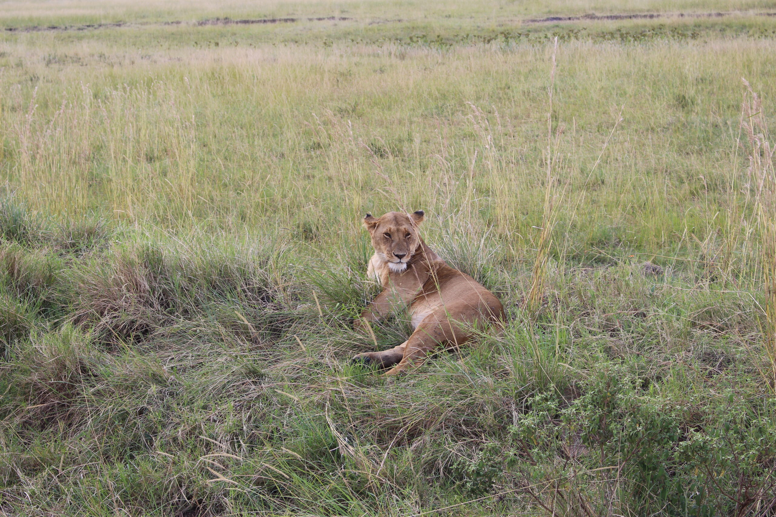 Leone nel Masai Mara