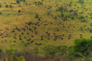Dove Dormire nel Masai Mara: Lodge e Tented Camp