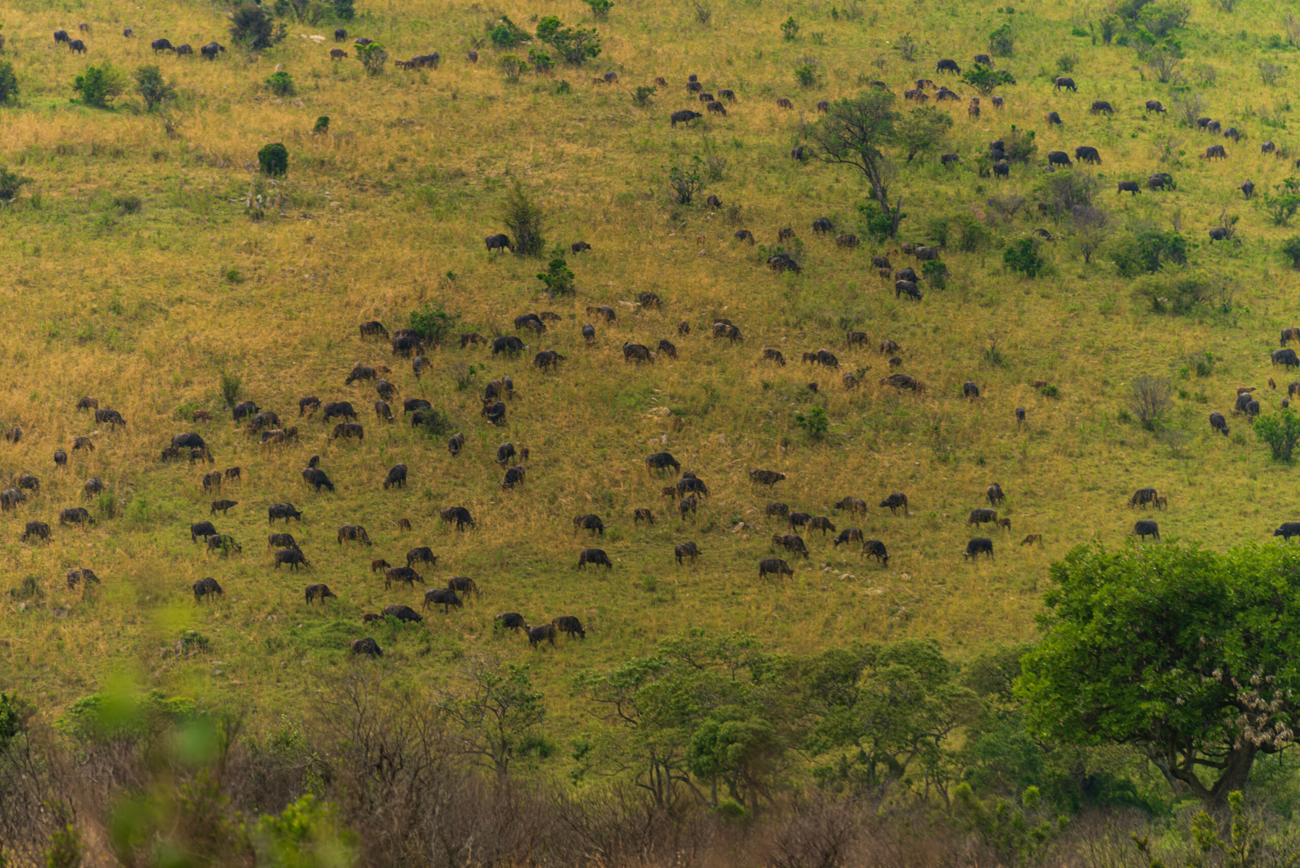 Branco di gnu nel Masai Mara durante la Grande Migrazione
