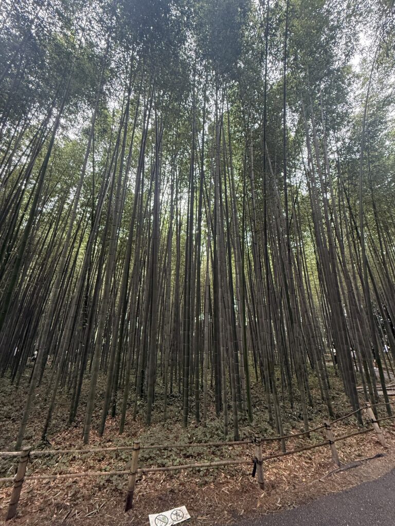 Alti bambu nella foresta di Arashiyama a Kyoto
