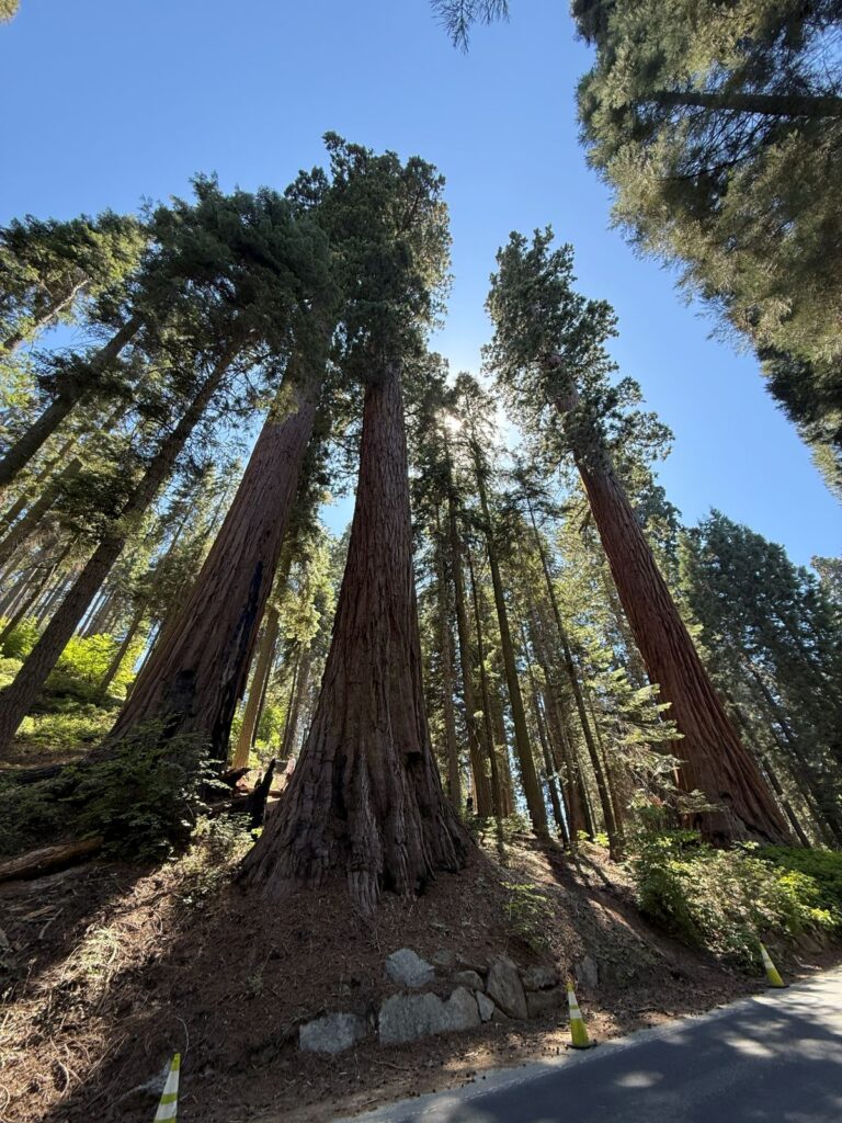 Un gruppo di sequoie giganti viste dal basso nel parco