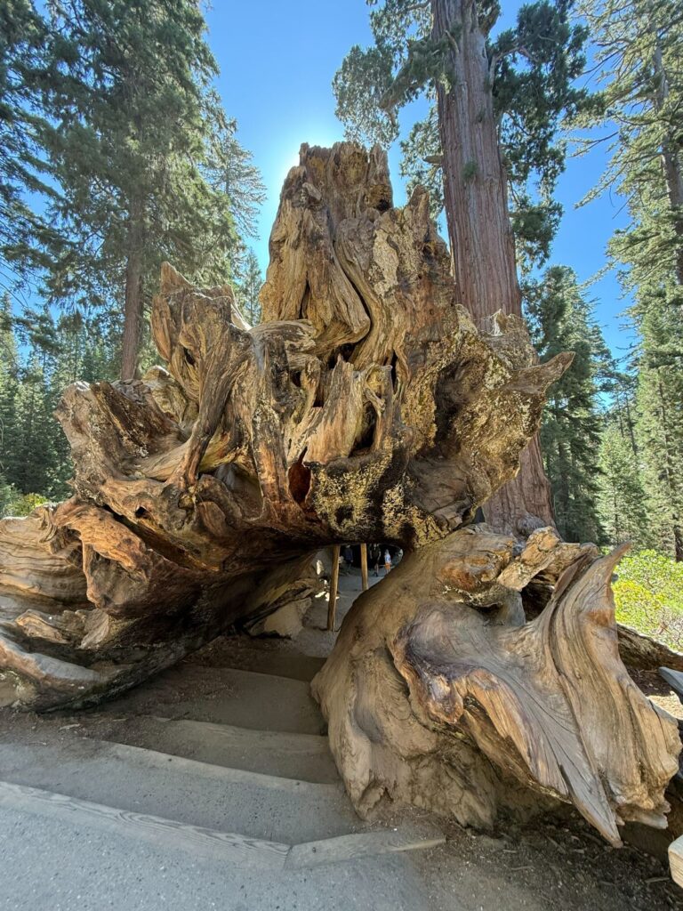 Il ceppo enorme di una sequoia caduta accanto a una scala nel parco