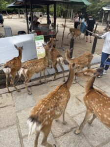 Cervi del Parco di Nara: Come Dar loro da Mangiare in Sicurezza