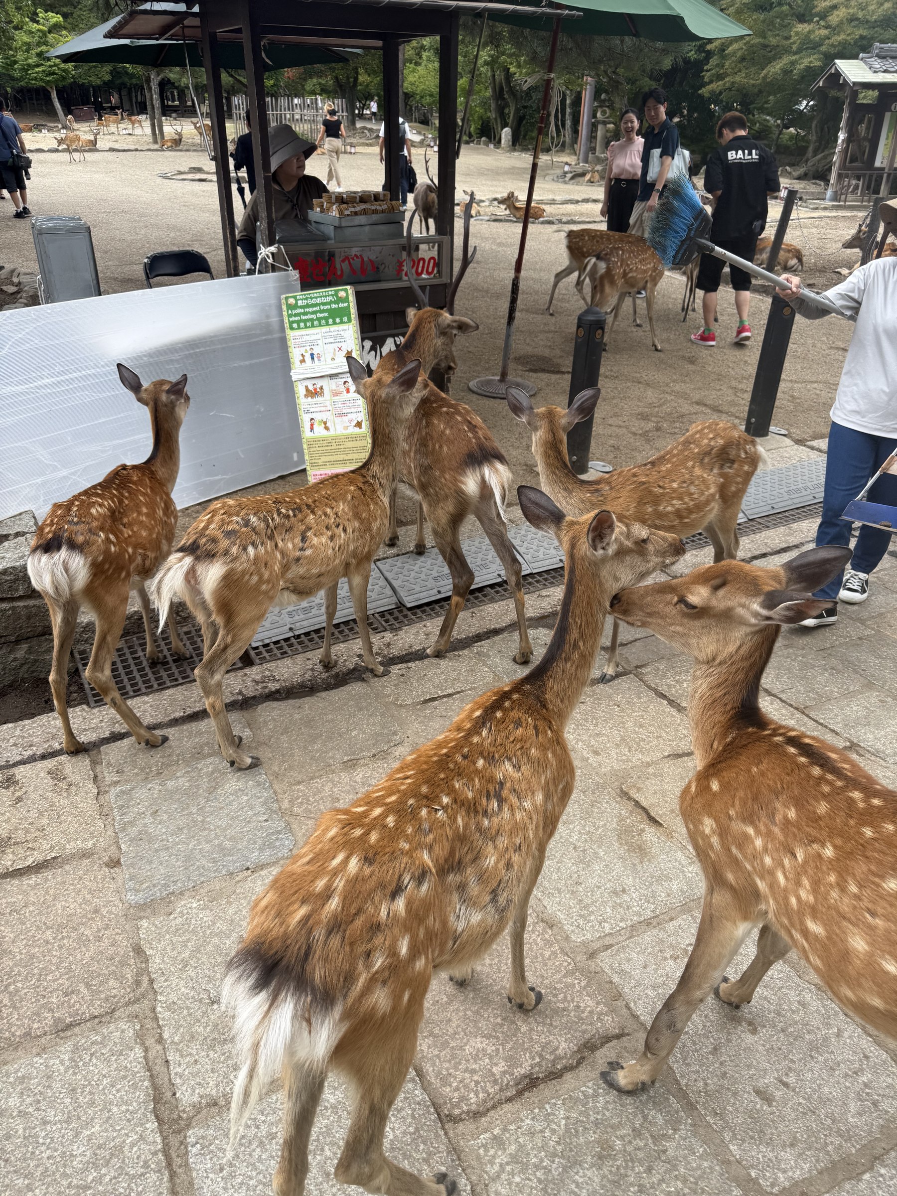 Gruppo di cervi che mangiano crackers shika senbei nel Parco di Nara