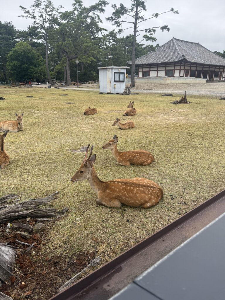 Altro gruppo di cervi a riposo nel Parco di Nara