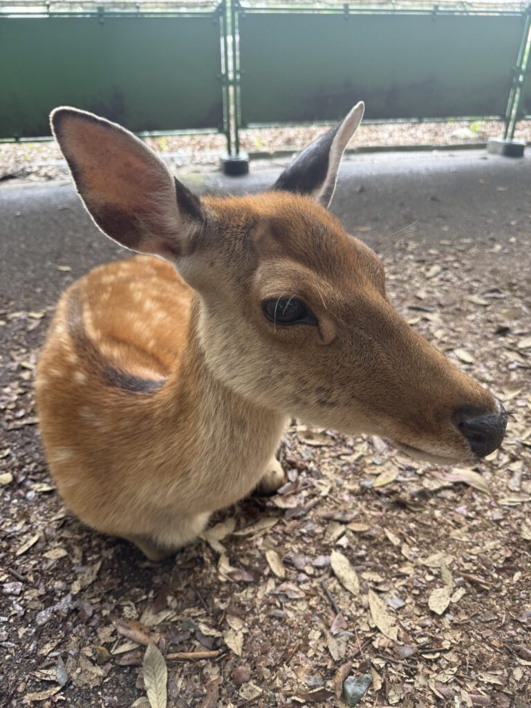 Primo piano di un cervo del Parco di Nara