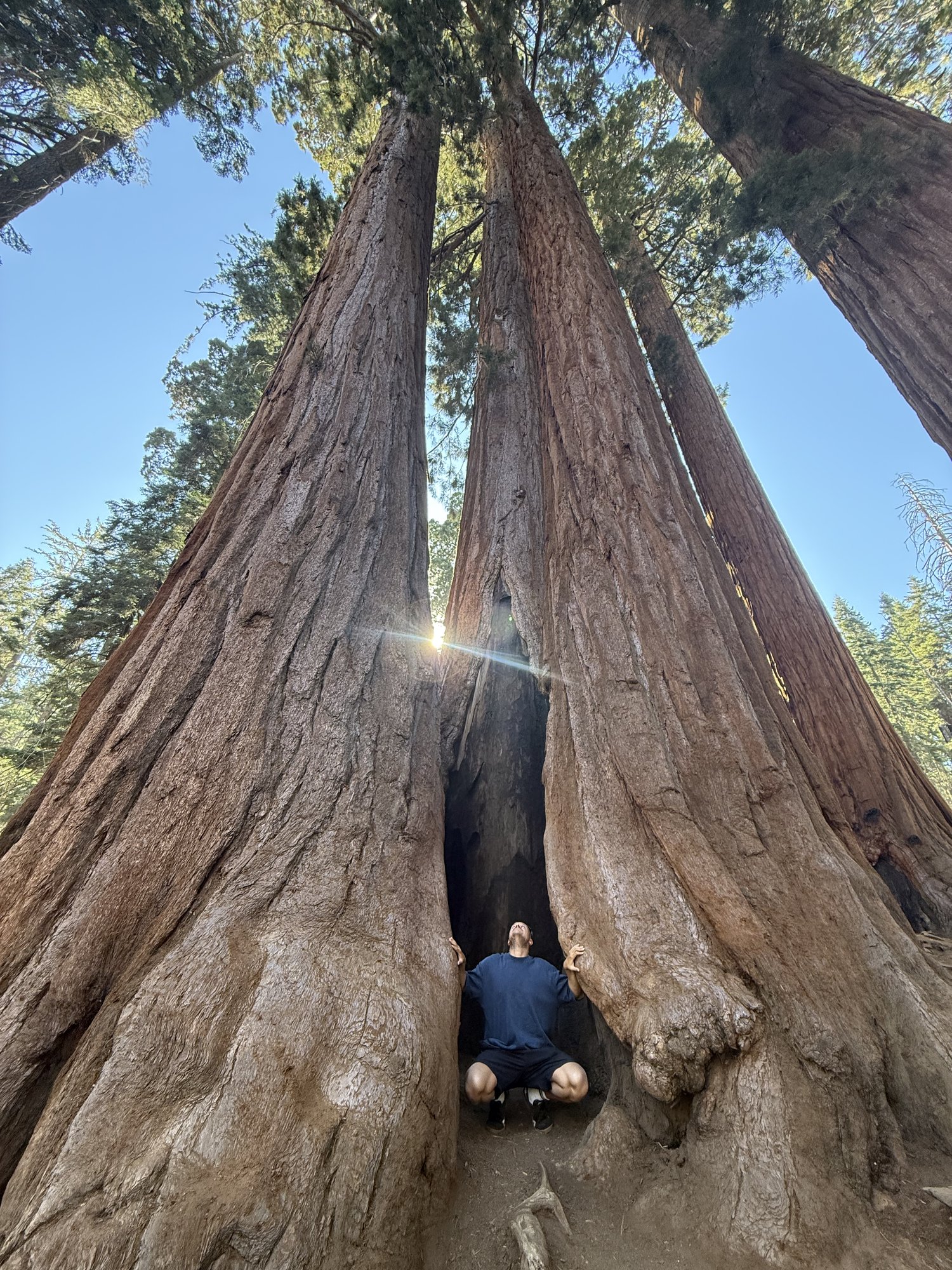 Simone tra le sequoie giganti, Sequoia National Park