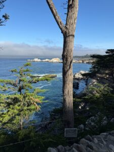 Gita di un Giorno da San Francisco: Carmel-by-the-Sea e Monterey