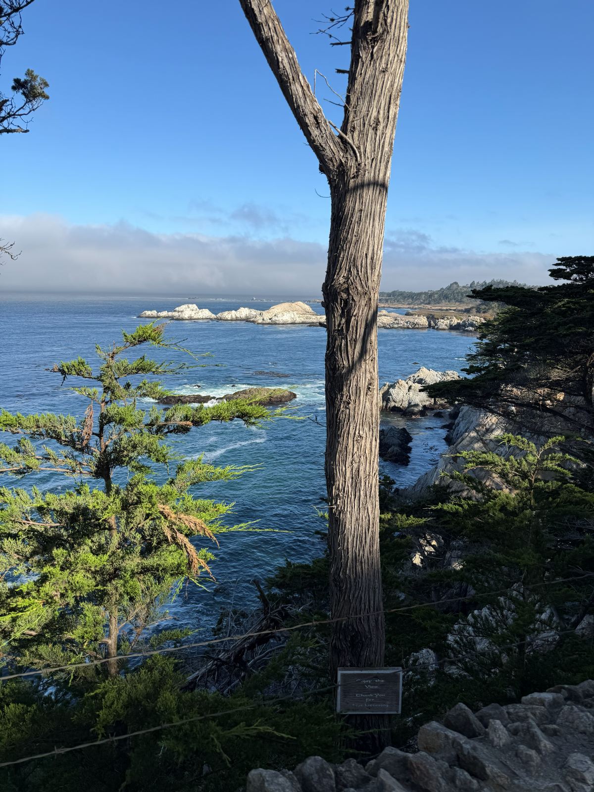 Cipressi e scogliere sulla costa vicino a Carmel-by-the-Sea
