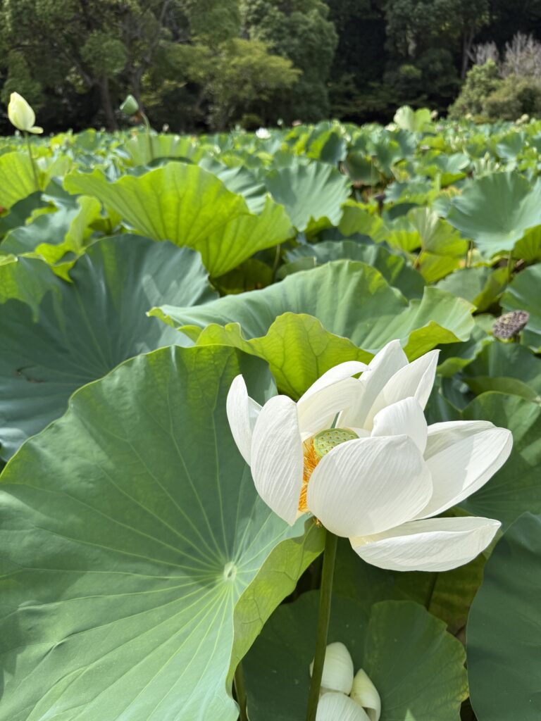 Fiore di loto bianco nel laghetto Genpei del Tsurugaoka Hachimangu