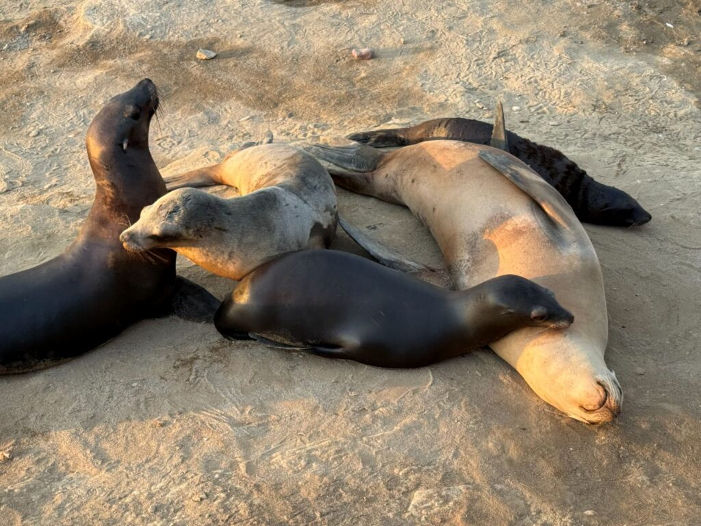 Un gruppo di foche addormentate sulla sabbia di La Jolla al tramonto