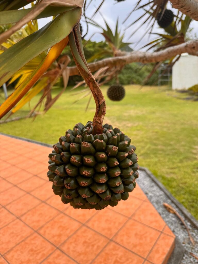 Frutto di adan, la pianta di pandanus tipica di Okinawa
