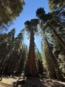 L’Albero del Generale Sherman: il Più Grande Albero del Mondo