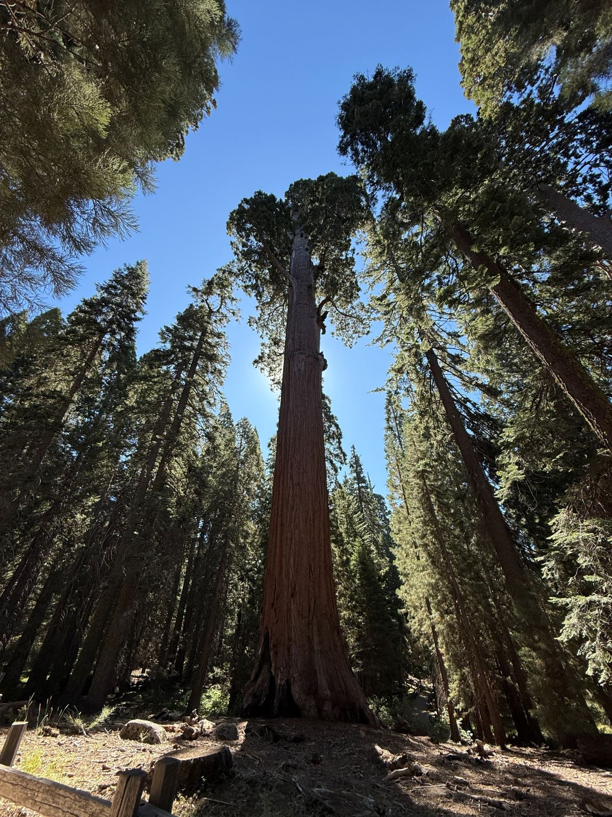 Il tronco enorme di una sequoia gigante che sale verso il cielo