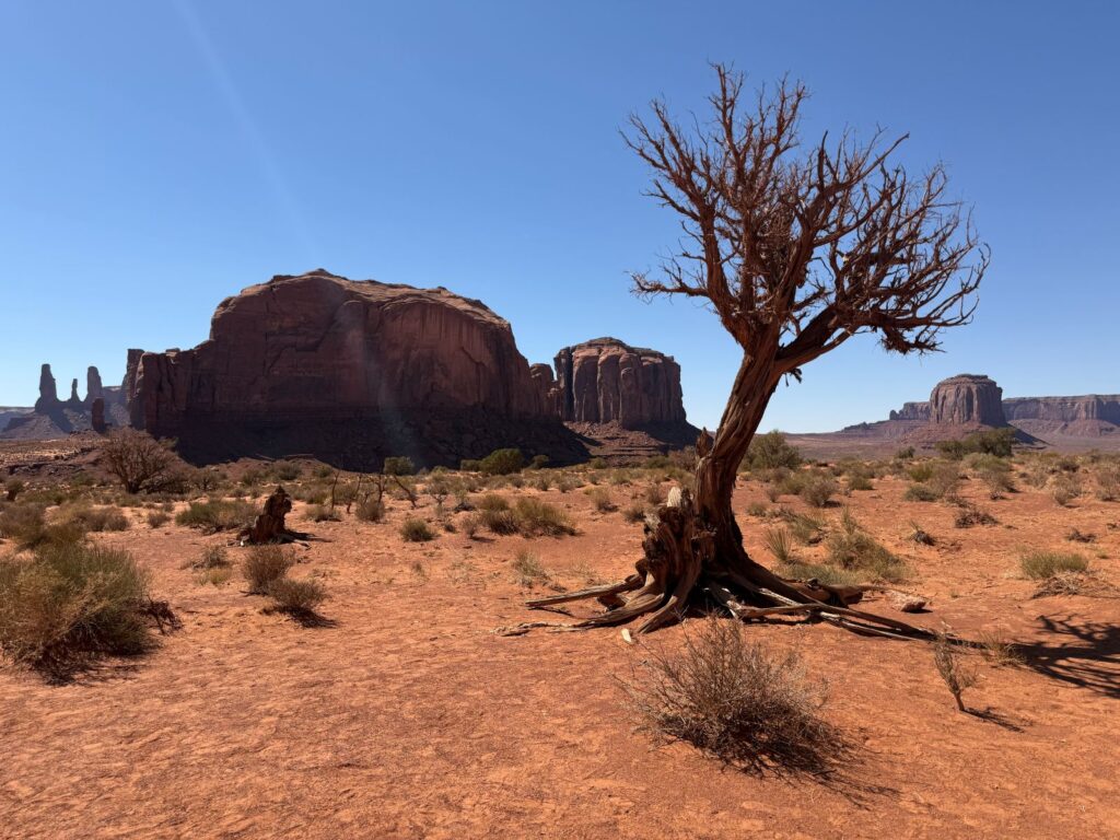 Un albero secco e le mesa viste da John Ford Point