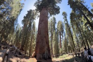 Visitare il Parco delle Sequoie Giganti