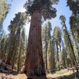 Visitare il Parco delle Sequoie Giganti