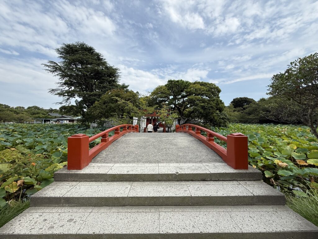 Ponte rosso sul laghetto Genpei tra i fiori di loto al Tsurugaoka Hachimangu