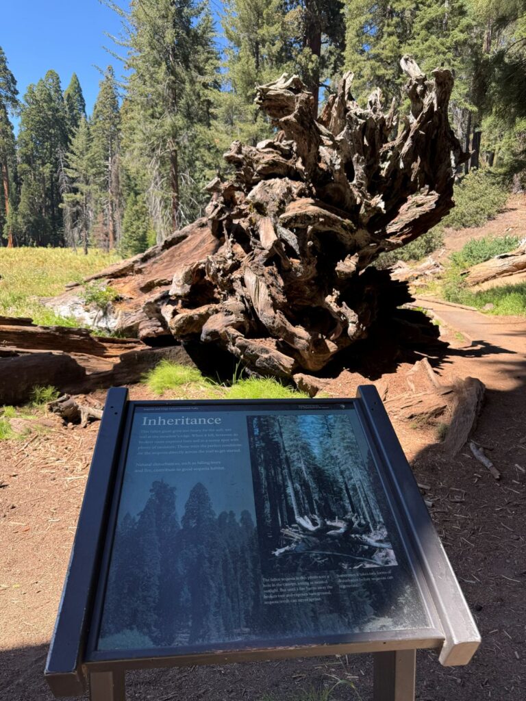 L apparato radicale scoperto di una sequoia caduta