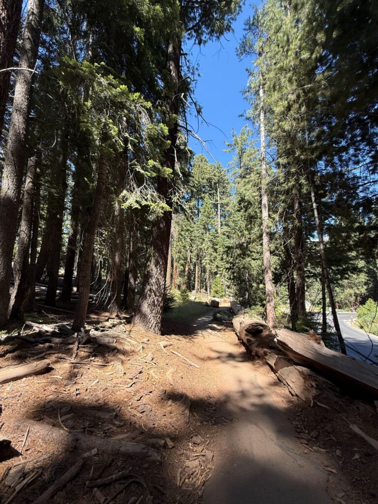 Un sentiero sterrato tra i grandi alberi del Sequoia National Park