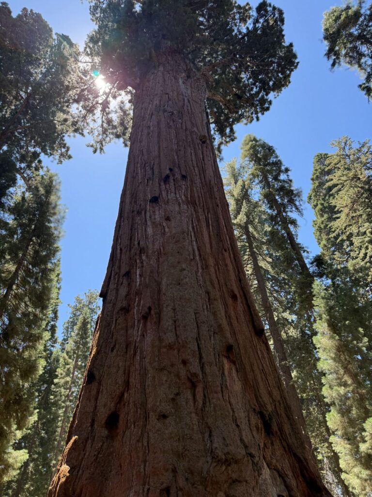 Il tronco di una sequoia caduta lungo un sentiero del parco