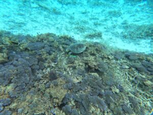 Quando Andare a Okinawa: Stagioni, Mare e Tifoni Mese per Mese