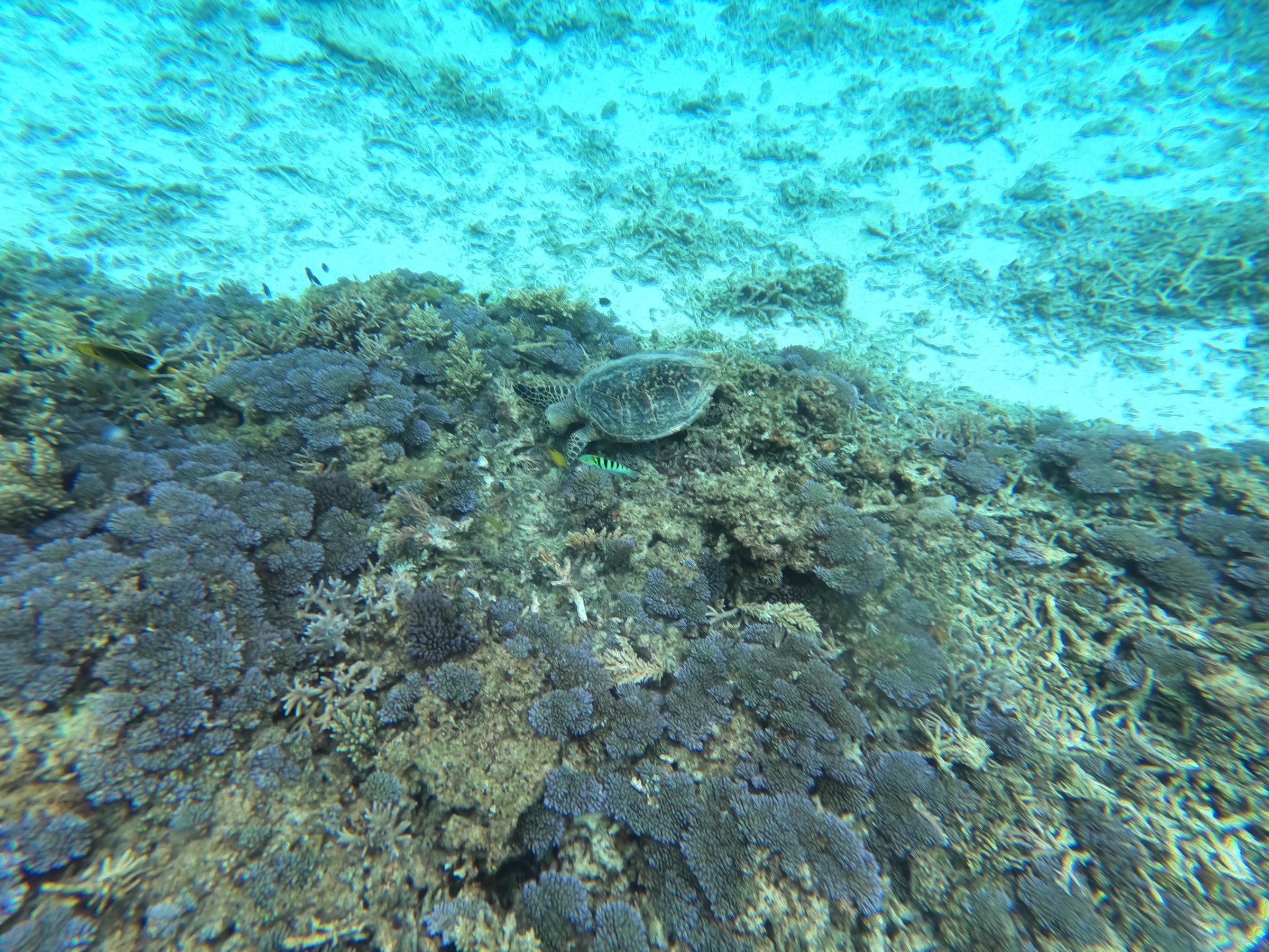 Tartaruga marina che nuota su una barriera corallina a Okinawa