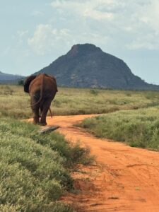 Il Safari in Kenya: guida ai parchi