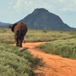 Elefante che cammina su una pista di terra rossa nel Parco Tsavo