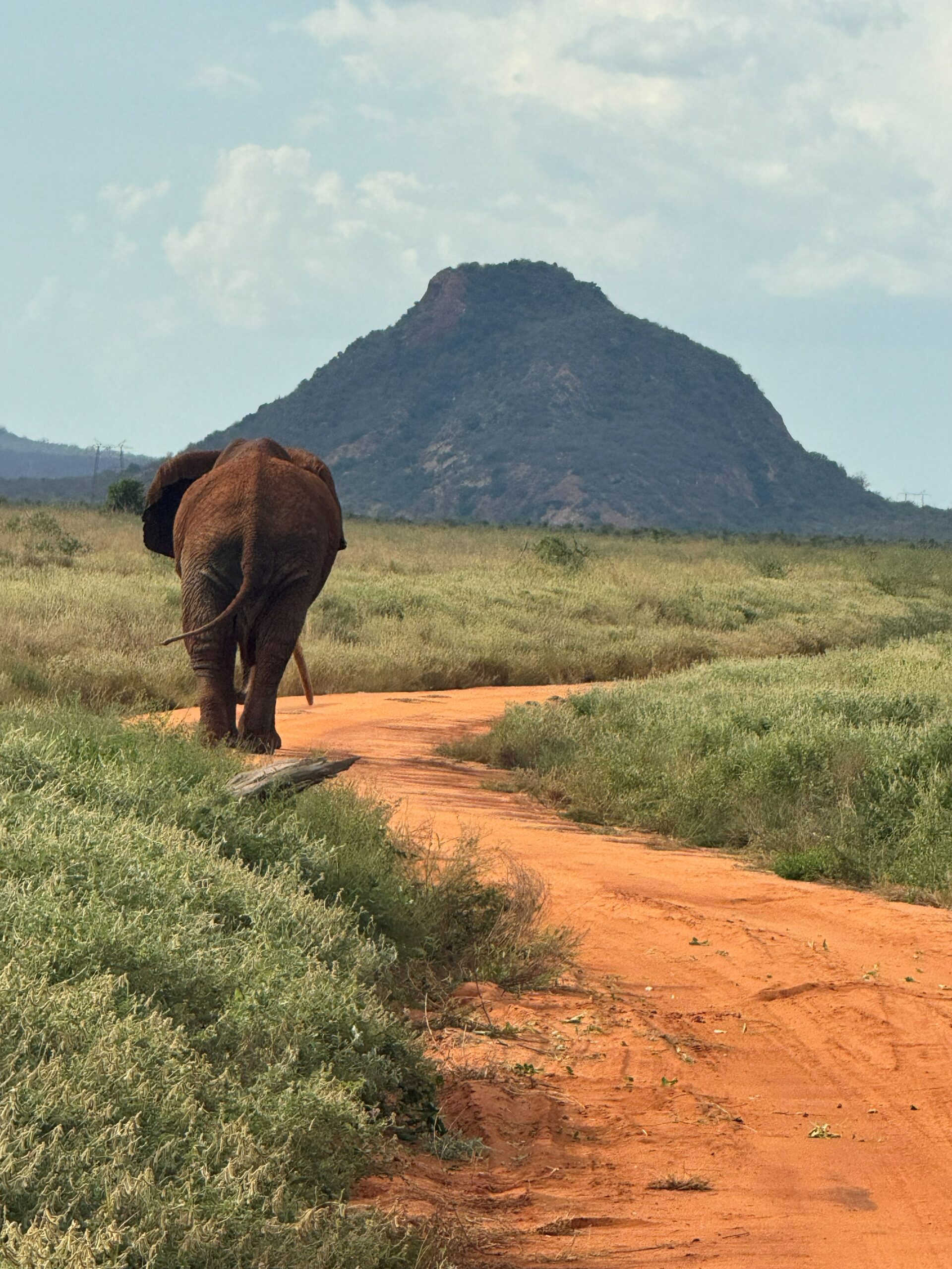 Elefante che cammina su una pista di terra rossa nel Parco Tsavo