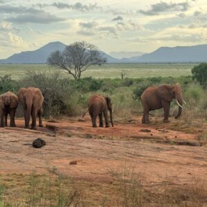 Famiglia di elefanti con aironi guardabuoi nel Parco Tsavo