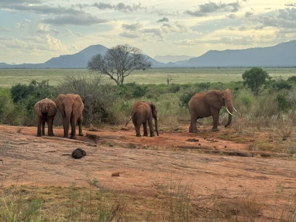 Famiglia di elefanti con aironi guardabuoi nel Parco Tsavo