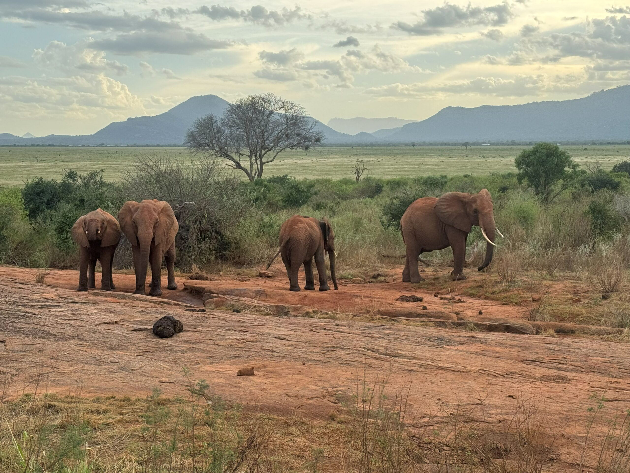 Famiglia di elefanti con aironi guardabuoi nel Parco Tsavo