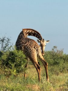 Il Nostro Safari a Tsavo: Diario di Viaggio