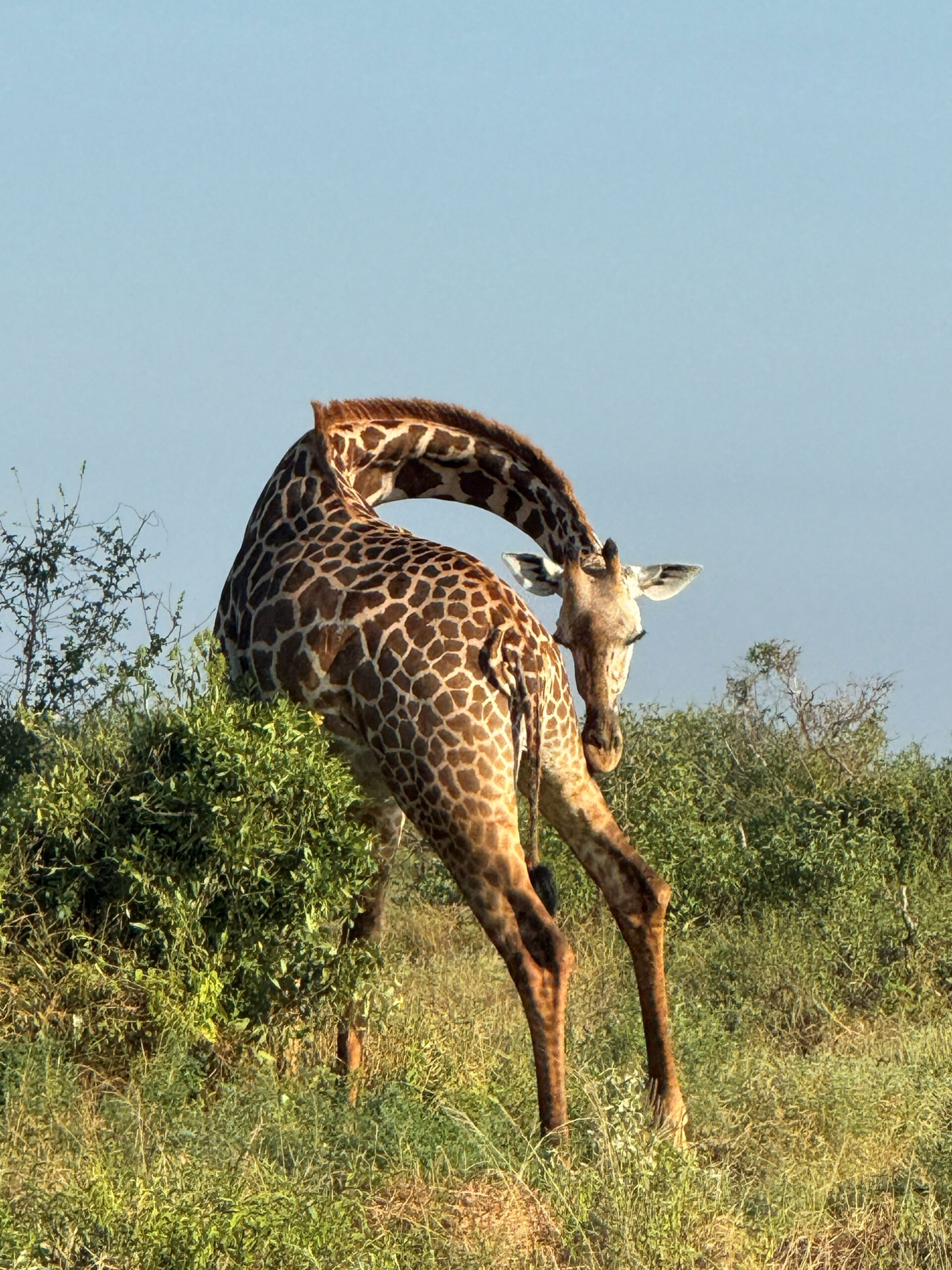 Branco di elefanti nel Parco Tsavo con le colline sullo sfondo