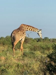 Visto e Vaccini per il Kenya: Documenti Necessari